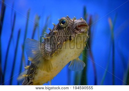Fantastic close up look at a striped burrfish swimming underwater.