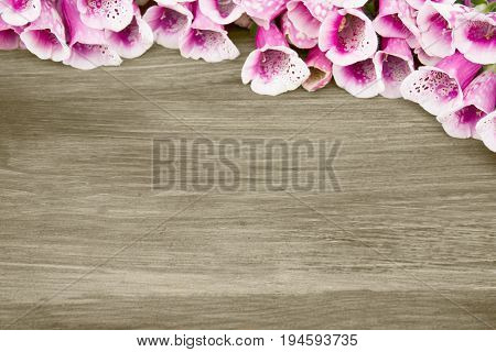 Wooden background with beautiful purple flowers Foxglove