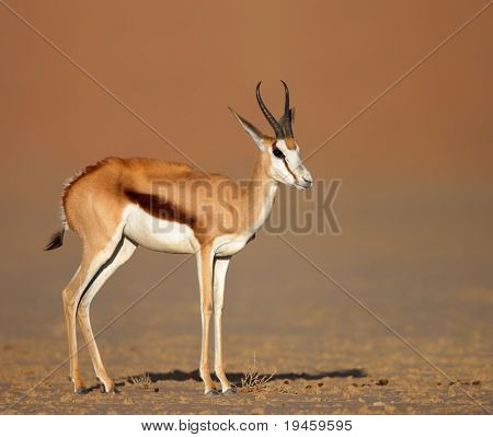 Antilopa skákavá, stojící na písečných pláních pouště kalahari