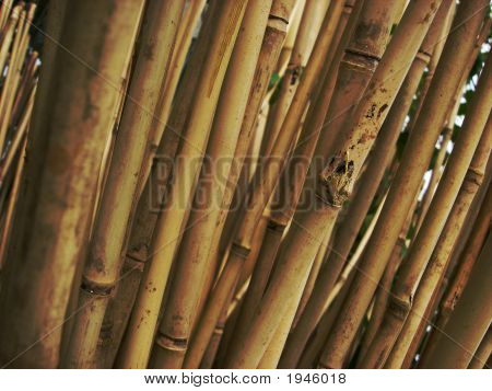 Kafbamboo