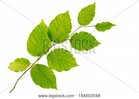 Tree branch with green leaves isolated on white background.