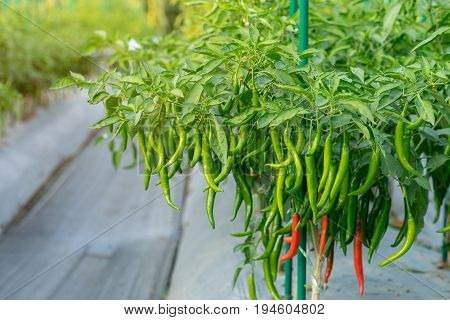 Green Chili Pepper Plant On Field Agriculture In Garden.