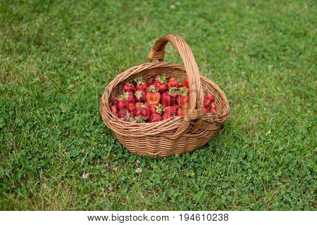 Sweet And Soft Strawberries