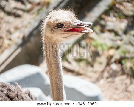 Closeup common Ostrich face and mouth under sunlight in the afternoon