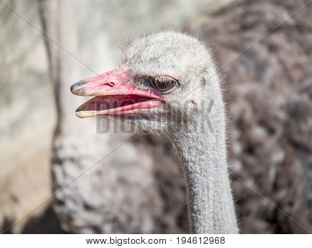 Closeup common Ostrich face and mouth under sunlight in the afternoon