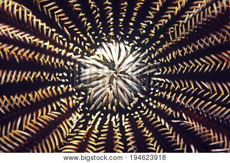 Mouth of a feather star, close-up