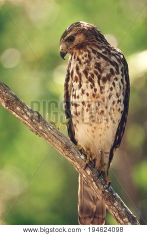 Merlin (Falco columbarius) perching on branch