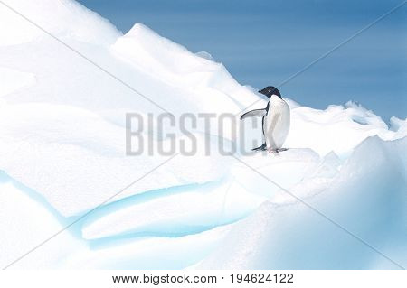 AdÃÂ©lie Penguin (Pygoscelis adeliae) on glacier