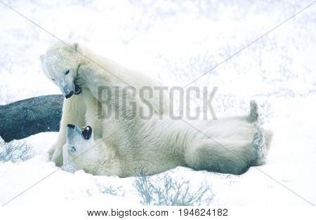 Canada, Churchill, polar bear cubs playing in snow