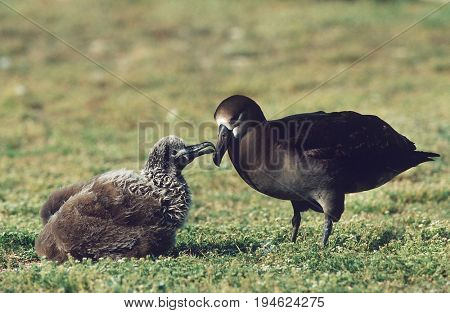 Black-Footed Albatross (Phoebastria nigripes) feeding nestling
