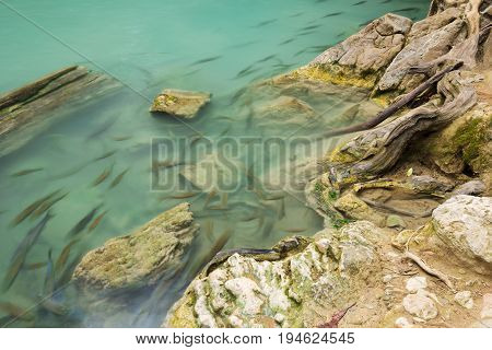 Neolissochilus Stracheyi Fish In Level 2 Of Erawan Waterfall, Kanchanaburi, Thailand