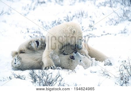 Canada, Churchill, polar bear cubs playing in snow