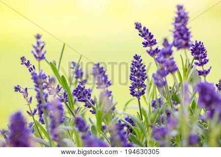 Lavander Close Up