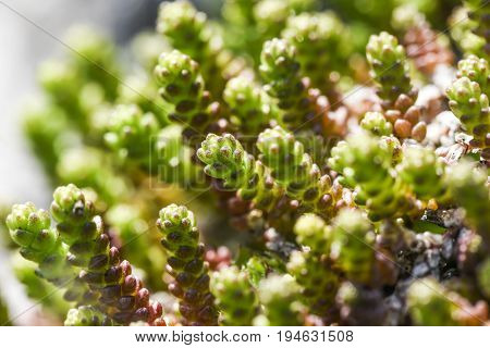 Sedum rubrotinctum green plant in garden sprong time Poland.