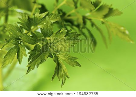 Leaves of lovage on the green background