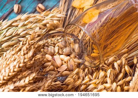 Pistachio nuts peanuts and potato chips a snack for beer lying in a glass dish surrounded by ingredients for making malt for beer bread. Spikes of wheat barley oats rye.