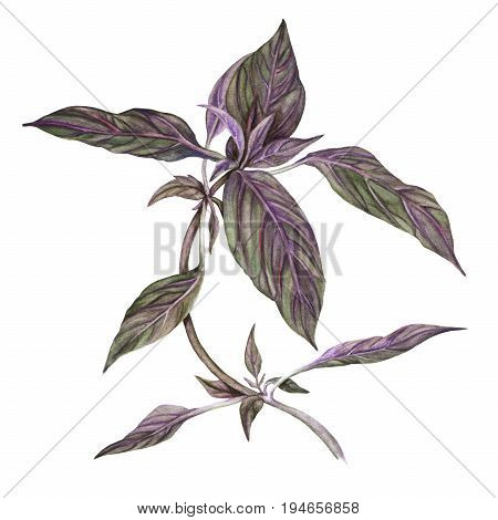 Watercolor botanical painting of basil. Fresh herb for seasoning. Aromatic plant isolated at white background.