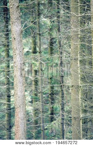 Thin tree trunks, close-up