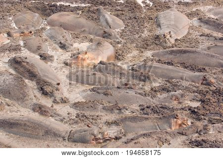 Herd of Hippopotamus Wallowing in River Mud