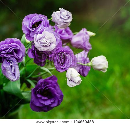 Closeup to beautiful purple and white lisianthus (tulip gentian, texas blue bell). Eustoma Grandiflorum. Bridal bouquet of white and lilac flowers of eustomas.