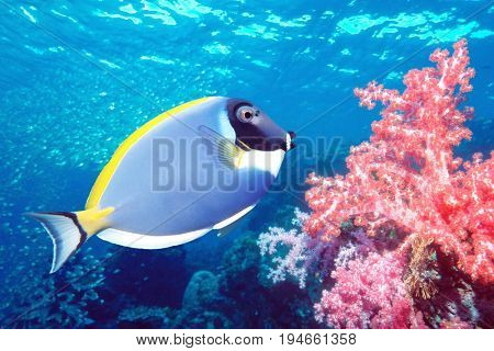 Surgeon Fish