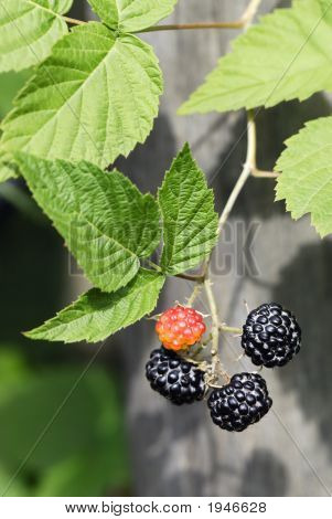 Oddział Blackberry