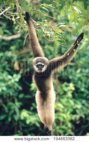 Squirrel Monkey hanging from tree