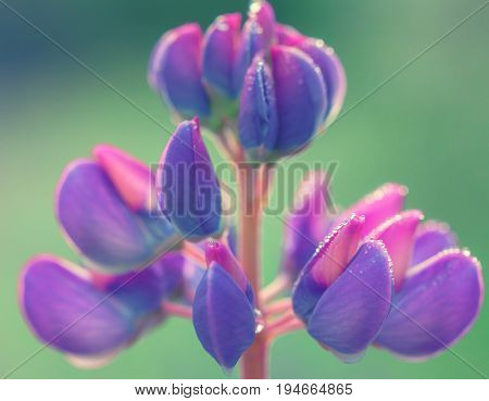 Purple flower lupine macro close up. Blooming lupine flowers in meadow. Bright and saturated soft colors blurred background.