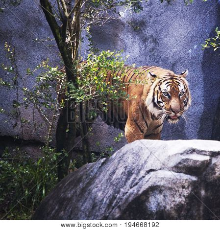Malaysian Tiger, morning pace, Houston Zoo, female