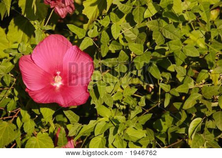Hibiscus