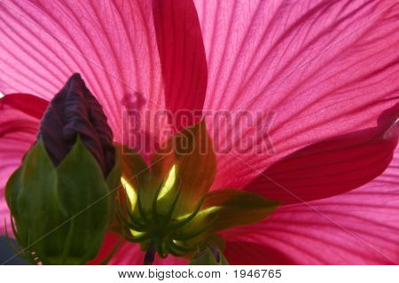 Marco completo del hibisco