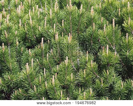 Young green escapes of a coniferous tree as background