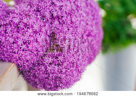 Fine fresh abstract lilac flowers close-up texture. Beautiful natural floral background always fashionable modern color. Concept of vivid moments life. Copy space. Selective focus.