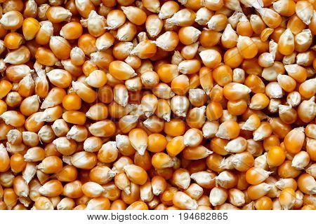 Background of dry unpopped popcorn. Close up.