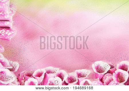 Pink background with beautiful purple flowers Foxglove