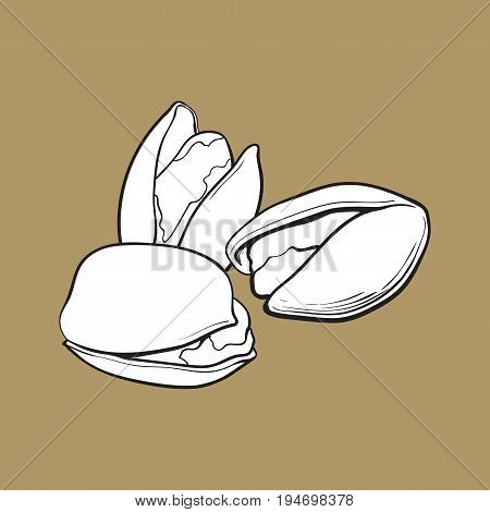 Group of black and white pistachio nuts, shelled and unshelled, sketch style vector illustration isolated on brown background. Realistic hand drawing of pistachio nuts