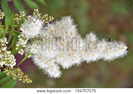 Flower Sorbaria Sorbifolia (lat. Sorbaria Sorbifolia)