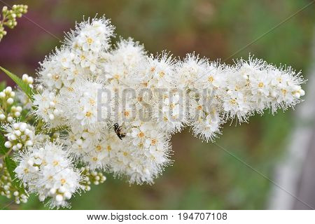 Flower Sorbaria Sorbifolia (lat. Sorbaria Sorbifolia)