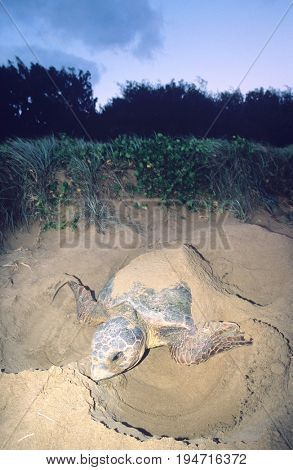 Leatherback Turtle nesting on beach