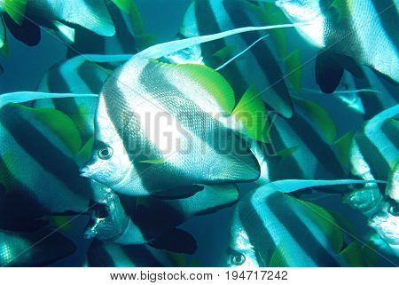 Mozambique, Indian Ocean, school of coachman fish (Heniochus acuminatus), close-up