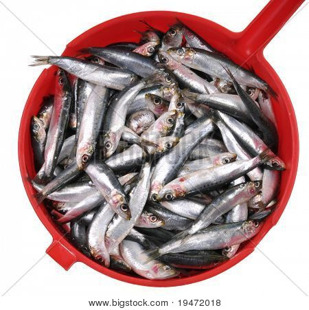 Alta resolução de perto imagem studio de anchova cru fresca em uma tigela vermelha
