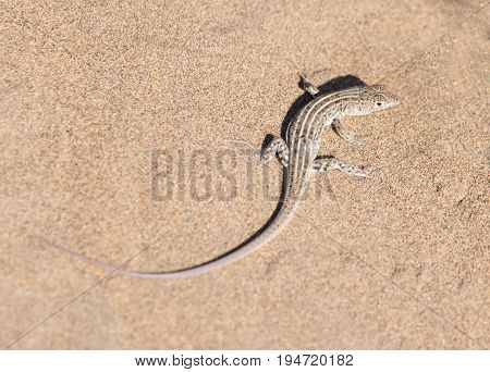 Lizard in desert . Photo of wildlife in the park