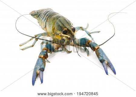 Crayfish or Freshwater lobster on a white background.