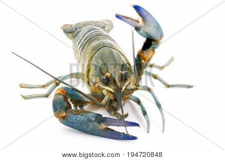 Crayfish or Freshwater lobster on a white background.