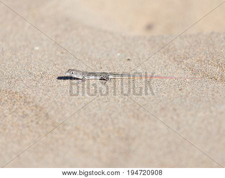 Lizard in desert . Photo of wildlife in the park