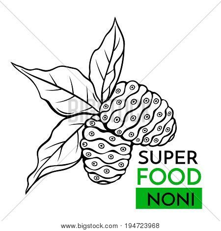 Hand drawn vector icon superfood noni . Sketch Illustration in vintage style. Design Template Healthy food.