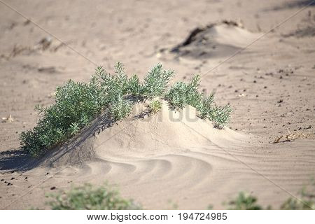 plant in the desert sands . A photo