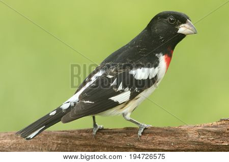 Male Rose-breasted Grosbeak (Pheucticus ludovicianus) on a perch with a green background