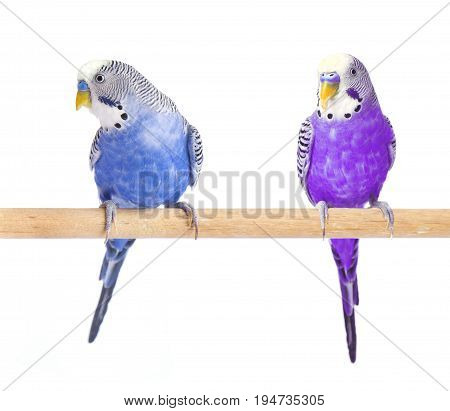 Budgie blue, isolated on white background. Budgerigar close-up