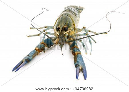 Crayfish or Freshwater lobster on a white background.